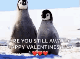 two baby penguins are sitting next to each other on a snowy beach with the words are you still awake happy valentines day .
