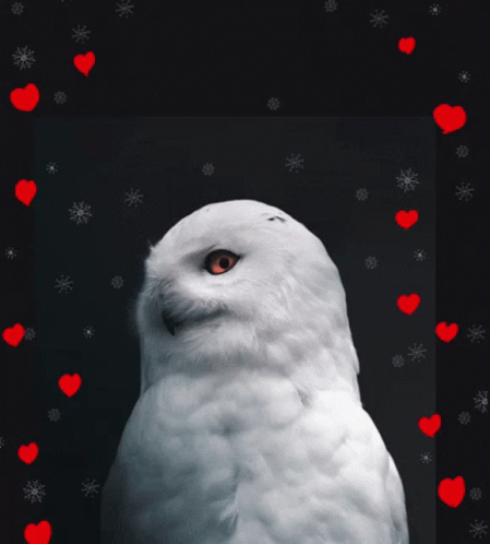 Birds Valentine Day Gif Owl Always Love You GIF - Birds Valentine Day Gif Owl Always Love You Owl Message GIFs