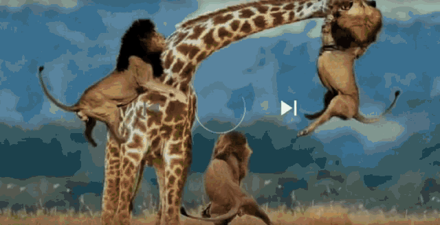 Lions Eating GIF - Lions Eating GIFs