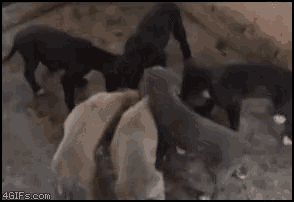 Puppies Eating GIF - Puppies Eating Dog Food GIFs
