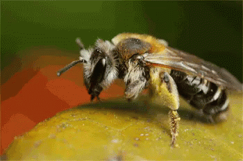蜜蜂 采蜜 蜇人 昆虫 GIF - Bees Insects Gather Honey GIFs