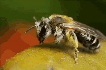 a close up of a bee on a yellow surface