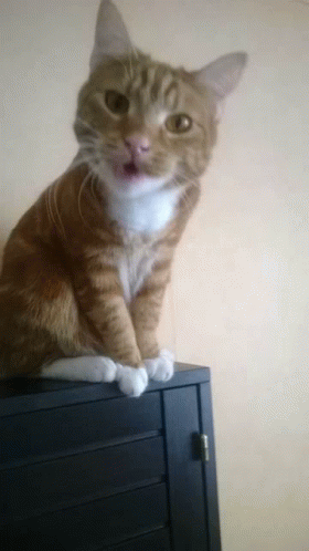 Surprised GIF - Surprised GIFs