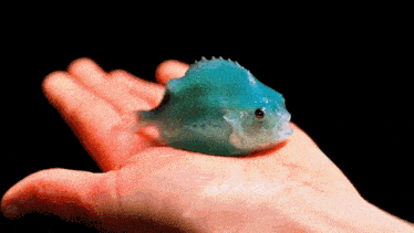 a person is holding a blue fish in their hand