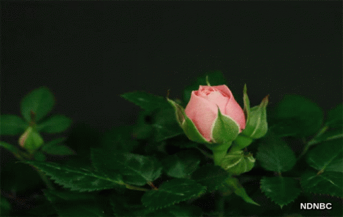 Animated Roses GIF - Animated Roses Chia236 GIFs