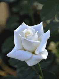 a close up of a single white rose with a green background