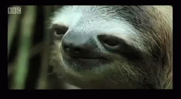 Staring Serious GIF - Staring Serious Sloth GIFs