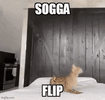 Sogga Flip GIF - Sogga Flip Serval GIFs