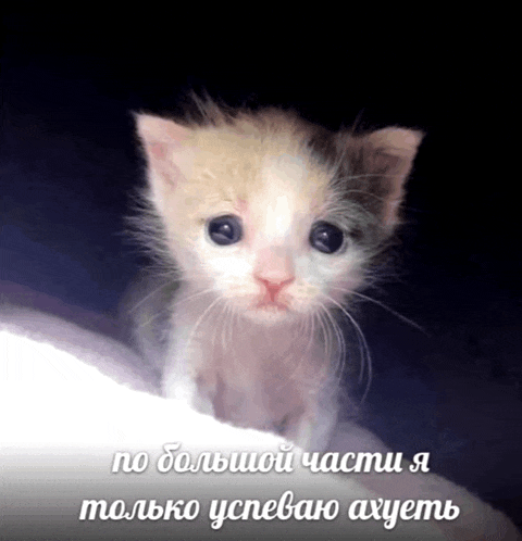 a picture of a kitten with russian writing on the bottom