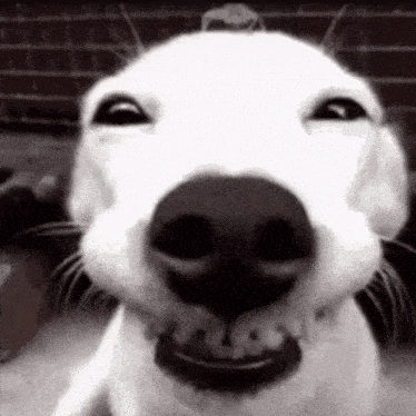 a close up of a dog 's face with a big smile on it 's face .