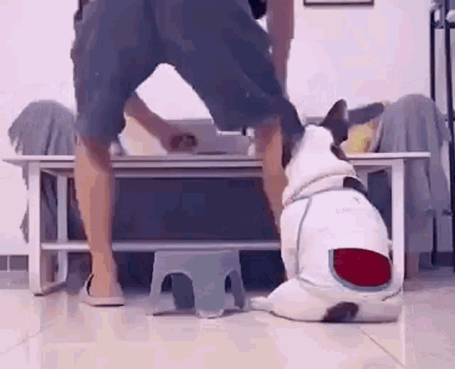 a man is standing next to a dog that is wearing a watermelon outfit .