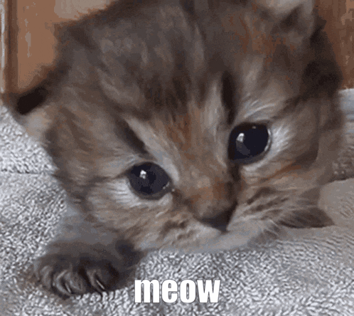 a kitten is laying on a blanket with the word meow written on it .