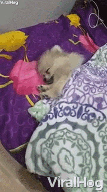 Sleep Puppy GIF - Sleep Puppy Nap GIFs