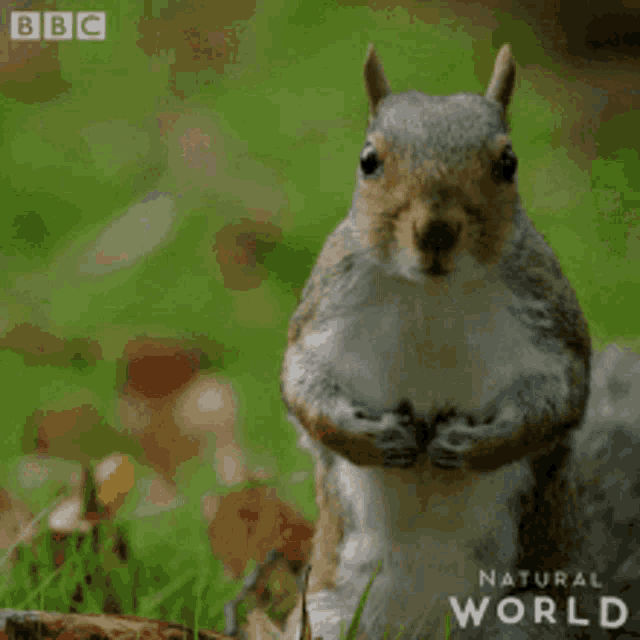 Yeah Squirrel GIF - Yeah Squirrel GIFs