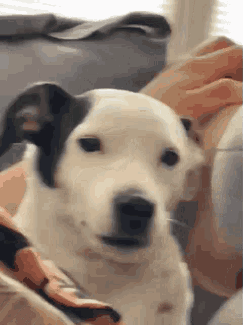 a black and white dog is looking at the camera while being held by a person .