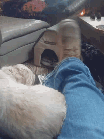 Moving Foot Dog GIF - Moving Foot Dog GIFs