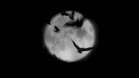 a black and white photo of a full moon with a bat flying in front of it .
