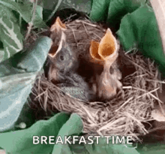 Breakfast Time Baby Birds GIF - Breakfast Time Baby Birds Chirping GIFs