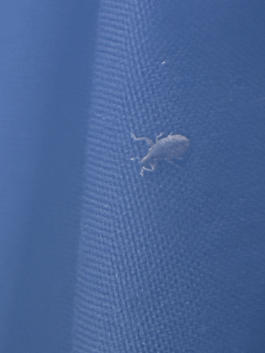 a bug is crawling on a blue cloth