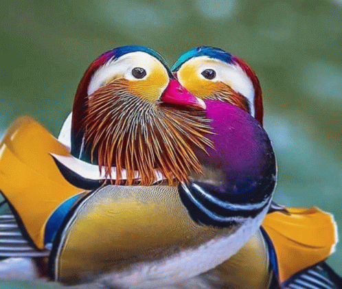 Mandarin Duck GIF - Mandarin Duck GIFs