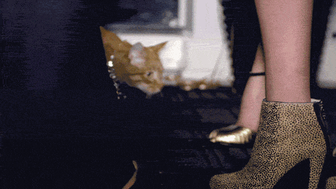 Excuse Me Peasants #cats GIF - Excuse Me Give Way Royalty GIFs