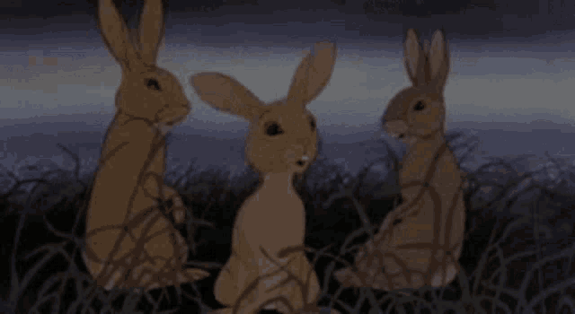 three brown rabbits are sitting in the grass looking at each other