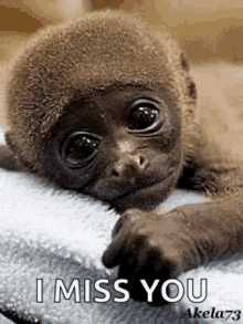 a baby monkey is laying on a towel with the words `` i miss you '' written on it .