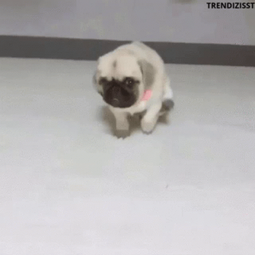 Itchy Cute Dog GIF - Itchy Cute Dog Scratch GIFs