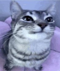 a close up of a cat sitting on a pink pillow looking up at the camera .