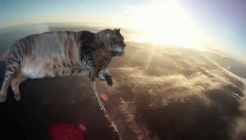 It'S A Miracle GIF - Cat Fly Green GIFs
