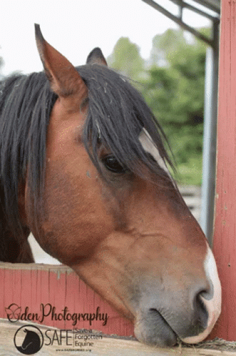 Saveaforgottenequine Horse GIF - Saveaforgottenequine Horse Artie GIFs
