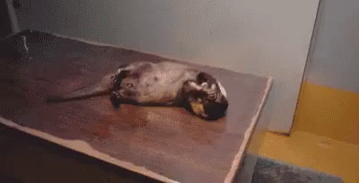 Stressed Out GIF - Otter Animals Shy GIFs