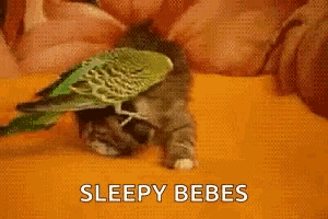 a cat with a bird on its head and the words sleepy bebes
