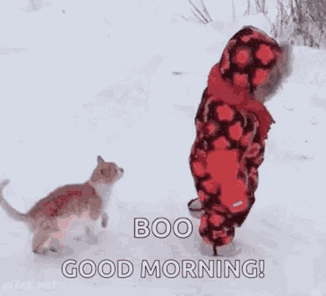 Snow Cat GIF - Snow Cat Baby GIFs