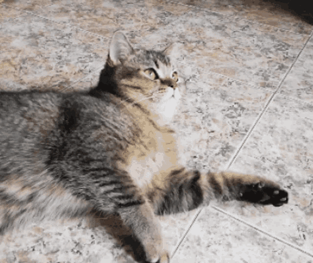 удивление кот GIF - удивление кот головокружрние GIFs