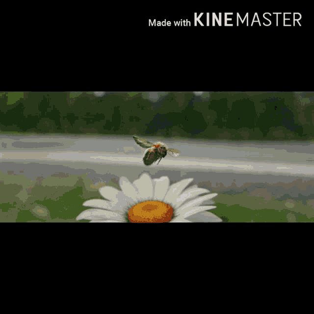 a bee is flying over a daisy and the words made with kinemaster are below it