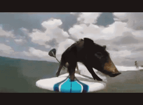 Surfing Pig GIF - Beachboys Music Surfin GIFs