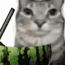 a cat is sitting in a watermelon with a straw in its mouth .