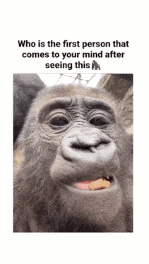 a picture of a gorilla with the caption who is the first person that comes to your mind after seeing this gorilla