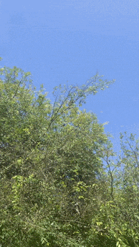 a tree with a blue sky in the background