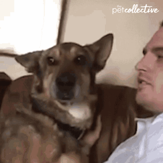 Kissing The Pet Collective GIF - Kissing The Pet Collective Buddies GIFs