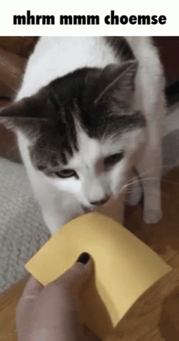 Cat Funny Cat GIF - Cat Funny Cat Cheese GIFs