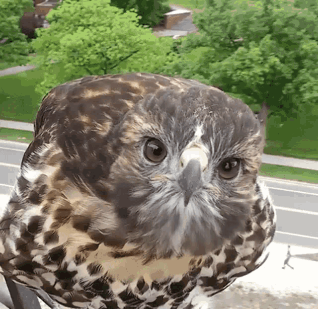 a close up of an owl 's face with trees in the background