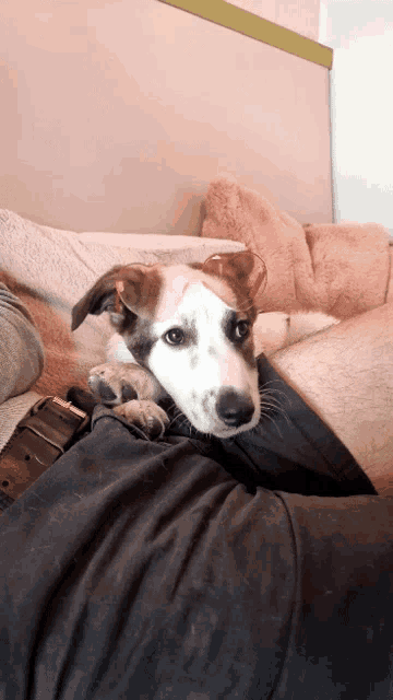 a brown and white dog with a bandage on its head