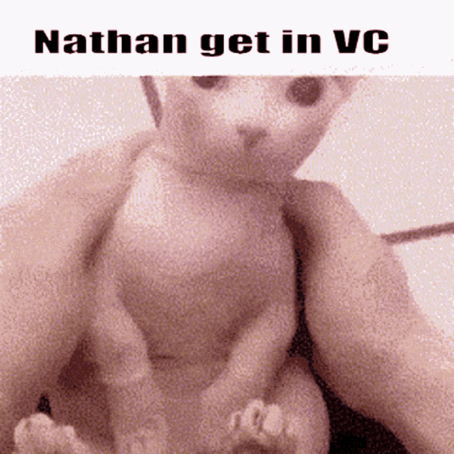 Nathan Vc Bingus GIF