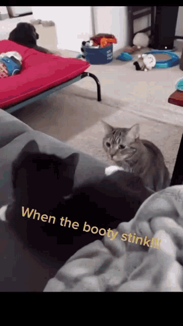 two cats in a living room with a caption that says when the booty stink