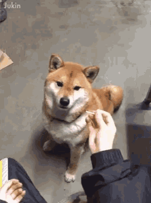 Dogs Funny GIF - Dogs Funny Dog GIFs