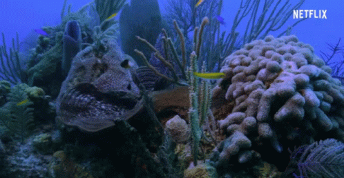 Fish Swim GIF - Fish Swim Coral GIFs