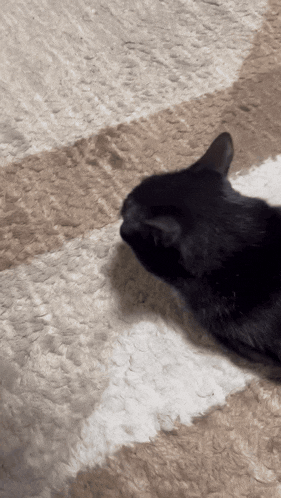 Violinarurulove Black Cat GIF - Violinarurulove Black Cat Chey GIFs