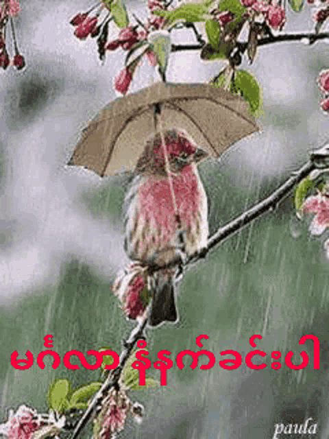 a bird is sitting on a branch with an umbrella over it
